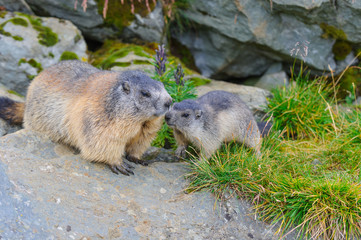 Murmeltier in den Alpen - marmot in the alps 36