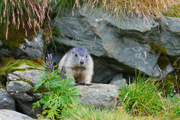 Murmeltier in den Alpen - marmot in the alps 35
