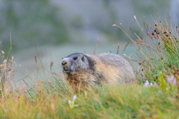 Murmeltier in den Alpen - marmot in the alps 34