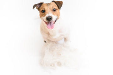 Happy dog with heap of fur on floor after grooming haicut