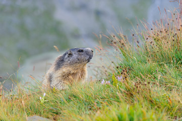 Murmeltier in den Alpen - marmot in the alps 33