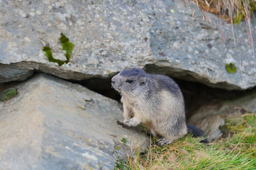 Murmeltier in den Alpen - marmot in the alps 32