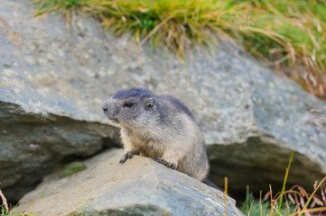 Naklejka na ściany i meble Murmeltier in den Alpen - marmot in the alps 31