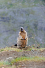 Murmeltier in den Alpen - marmot in the alps 28
