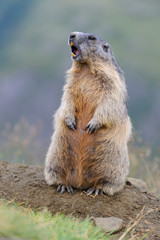 Murmeltier in den Alpen - marmot in the alps 25