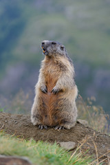 Murmeltier in den Alpen - marmot in the alps 24
