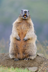 Murmeltier in den Alpen - marmot in the alps 23
