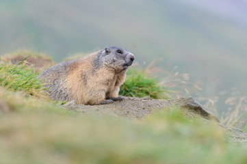 Naklejka na ściany i meble Murmeltier in den Alpen - marmot in the alps 2
