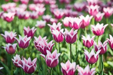 Field of spring tulips