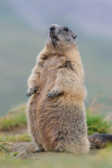 Murmeltier in den Alpen - marmot in the alps 1