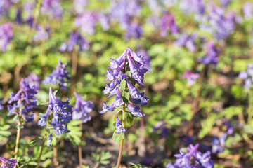 background landscape view of a forest glade covered with flowering spring primroses in April