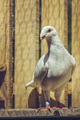White German beauty homer male pigeon on a wooden roost inside a loft.