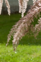 Drooping branches of tamarisk