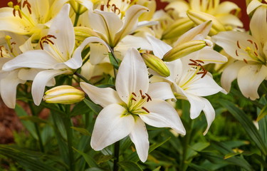 Fototapeta premium Flowers white lilies on a bed in the garden