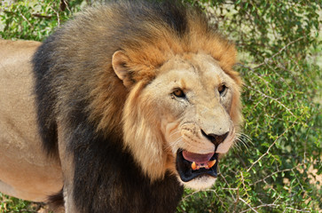 Male lion, Namibia