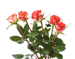 Fresh red roses over the white isolated background
