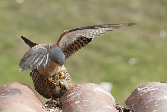Lesser kestrels mating on a roof. Extremadura (Spain).
