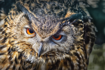 Uhu Bubo Bubo frontal