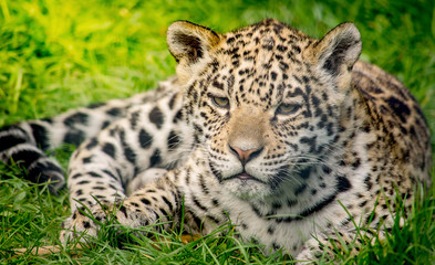 Fototapeta na wymiar Young jaguar cub