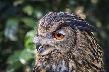 Uhu Bubo Bubo seitlich