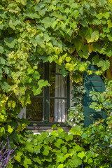 Fototapeta na wymiar Fenster mit Weinblättern