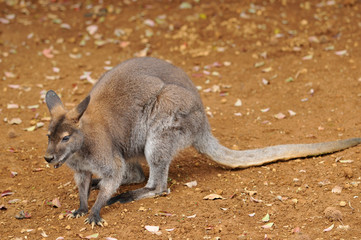 ベネットアカクビワラビー