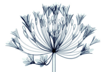 x-ray image of a flower isolated on white , Bell Agapanthus - obrazy, fototapety, plakaty