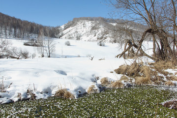The small river overgrown with algae, in hoarfrost against mountains, Russia, Altai 
