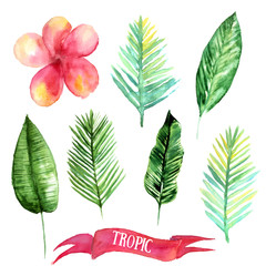 Set of tropical leaves. Hand drawn leaves illustration in watercolor.
