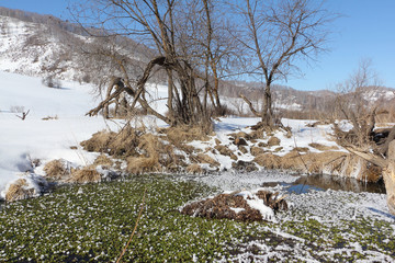 The small river overgrown with algae, in hoarfrost against mountains, Russia, Altai 
