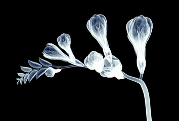 x-ray image of a flower isolated on black , the freesia - obrazy, fototapety, plakaty