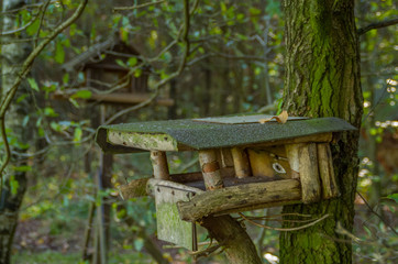 Vogelh&auml;uschen im Wald 