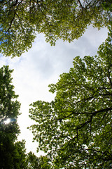 View on tree crowns against of blue sky