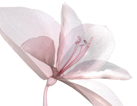 image of a flower isolated on white , the Amaryllis