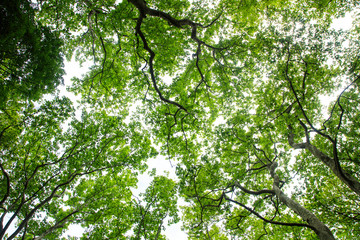 View on trees crowns