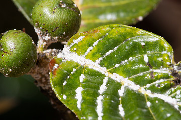 Mealybug on leaf figs. Plant aphid insect infestation 