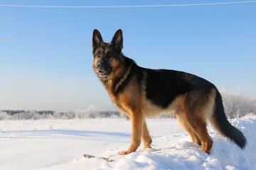 German shepherd dog on snow in winter day