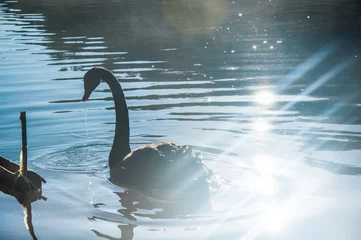 Papier Peint photo autocollant Cygne swan in the lake