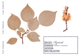 Apricot tree isolated