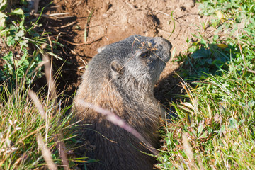 Marmot in the burrow