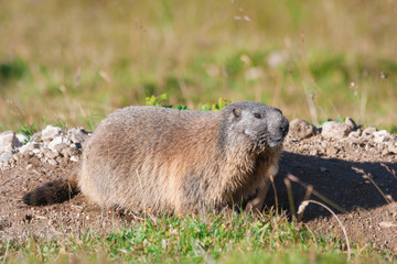 Marmot in Dolomites