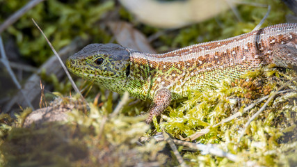  Zauneidechse (Lacerta agilis) sonnt sich im Sonnenlicht und wärmt sich auf