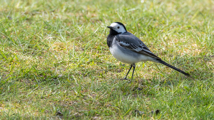 Bachstelze (Motacilla alba) auf einer Wiese am Teich