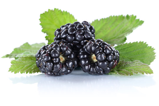 Brombeere Brombeeren Beeren Beere Frucht Fr&uuml;chte mit Bl&auml;tter F