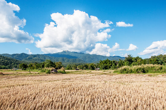Thailand farm landscape