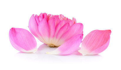 Obraz na płótnie Canvas lotus flower on white background
