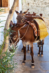 Greece, Rhodes. Burros taxi in a narrow street of Lindos