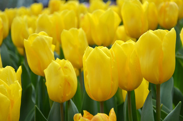 Obraz premium Beautiful of tulips