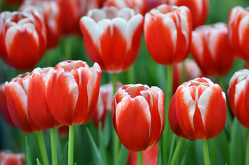 Obraz premium Beautiful of tulips