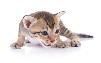  baby cat